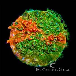 ECC Circuit Breaker Cyphastrea - Eye Catching Coral