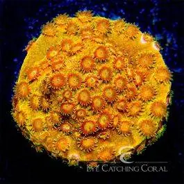 ECC Citrus Burst Cyphastrea - Eye Catching Coral