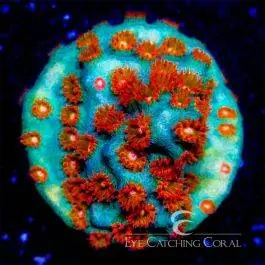 ECC Molten Meteor Cyphastrea - Eye Catching Coral