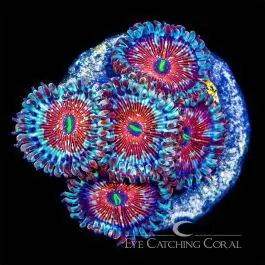 ECC Seduction Zoanthid - Eye Catching Coral
