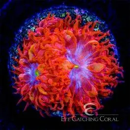 ECC Blue Raven Blasto Merletti - Eye Catching Coral