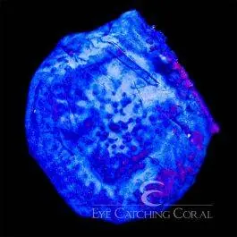 ECC Blue Plating Photosynthetic Sponge - Eye Catching Coral