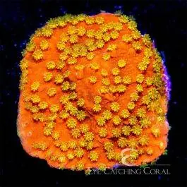 ECC Sunburst Montipora - Eye Catching Coral