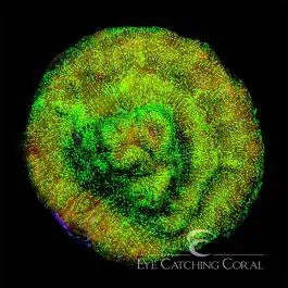 ECC Shattered Light Leptoseris - Eye Catching Coral