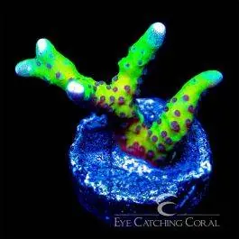 ECC Luminescence Anacropora - Eye Catching Coral