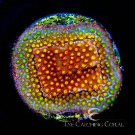 ECC Twisted Metal Stylocoeniella - Eye Catching Coral