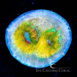 ECC Space Jump Chalice - Eye Catching Coral
