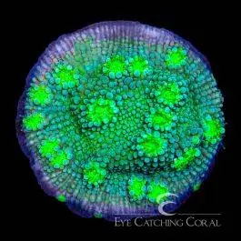 ECC Hollywood Stunner Chalice - Eye Catching Coral