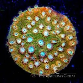 ECC Peachy Keen Cyphastrea - Eye Catching Coral
