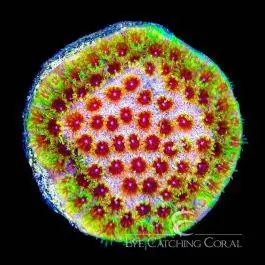 ECC Rainbow Splash Cyphastrea - Eye Catching Coral