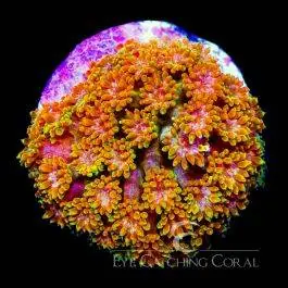 ECC Sunflower Short Polyp Goniopora - Eye Catching Coral