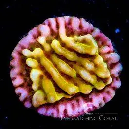 ECC Love Shack Montipora - Eye Catching Coral