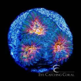 ECC Helios Favia - Eye Catching Coral