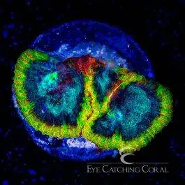ECC Yellow Submarine Favia - Eye Catching Coral