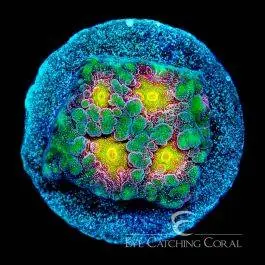 ECC Multidimensional Favites - Eye Catching Coral