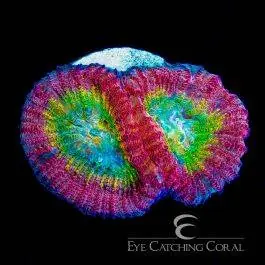 ECC Hypo Tango Favia - Eye Catching Coral