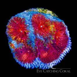 ECC Old Glory Favia - Eye Catching Coral