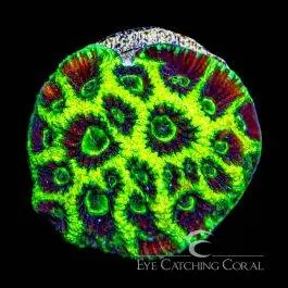 ECC Glow Up Favia - Eye Catching Coral