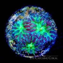 ECC Hawaiian Sunset Blastomussa Merletti - Eye Catching Coral