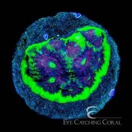 ECC Silent Night Favites - Eye Catching Coral