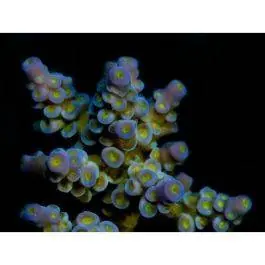 ORA Marshall Island Blue Bottlebrush Acropora Coral