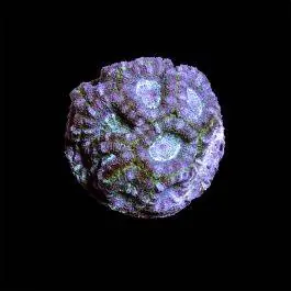 ORA Blue Lagoon Acan Coral