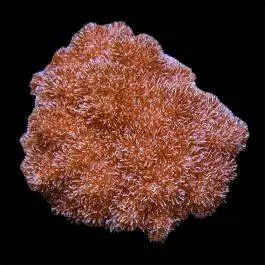 ORA Asterospicularia Coral