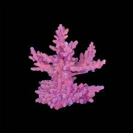 ORA Micronesian Pink Blush Acro
