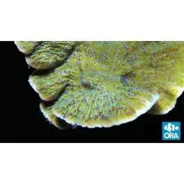 ORA Blue Polyp Capricornis Coral