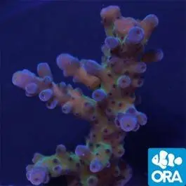 ORA The Carl Acro