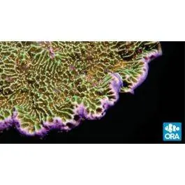 ORA Confusa Montipora Coral