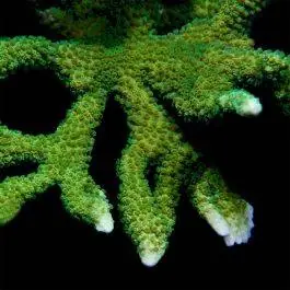 ORA Dark Green Digitata