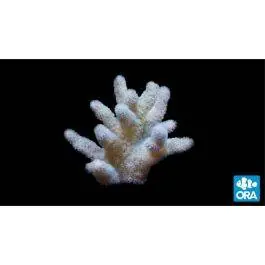 ORA Fuzzy Lobo Lobophytum Coral
