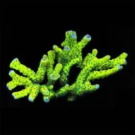 ORA Neon Green Anacropora Coral