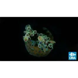 ORA Marshall Island Red & Green Tenuis Acropora