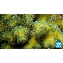ORA Green Pocillopora damicornis Coral