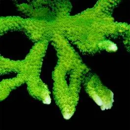 ORA Neon Green Montipora digitata
