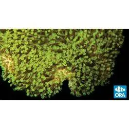 ORA Neon Green Polyp Leather Coral