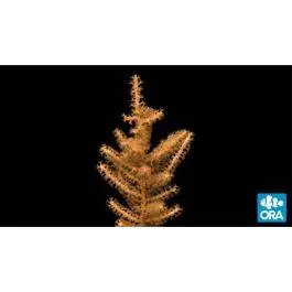 ORA Grube's Gorgonian