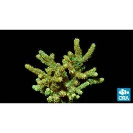 ORA Neon Green Sinularia Finger Leather Coral