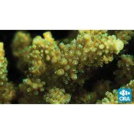 ORA Scripp's Green Tip Acropora