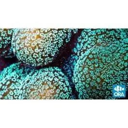 ORA Green Stylophora Coral