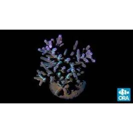 ORA Hawkin's Blue Echinata Coral