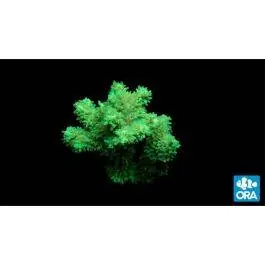 ORA Green Hydnophora Coral