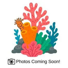 ORA Micronesian Imperial Acropora Coral