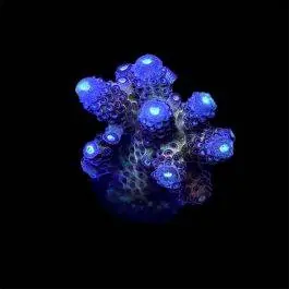 ORA Juicy Grape Acropora