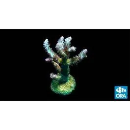 ORA Laura's Purple Polyp Acropora Coral