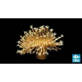 ORA Long Polyp Leather Coral