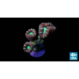 ORA Candy Cane Coral