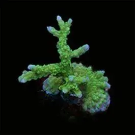 ORA Marshall Island Green Elkhorn Montipora